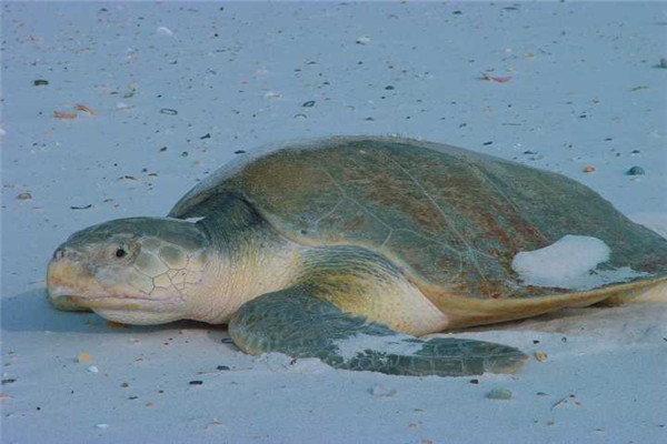 肯氏龟：生活在靠近海岸的海域（繁殖期较长）