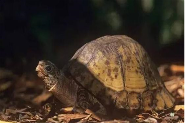 沼泽箱龟：能够完全闭壳的两种龟之一（原产于美洲）