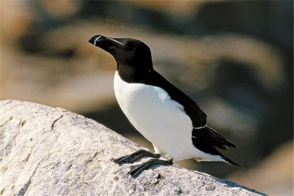 大海雀：外形和企鹅十分相似（于1844年灭绝）