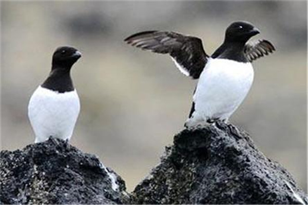 大海雀：外形和企鹅十分相似（于1844年灭绝）