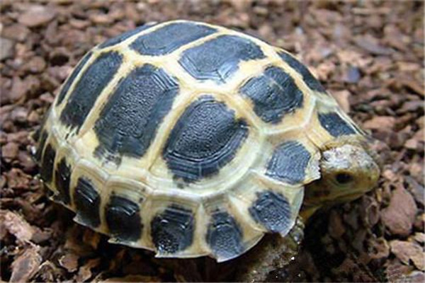 印度陆龟：喜欢生活在气候温暖的地区（性格温顺胆小）