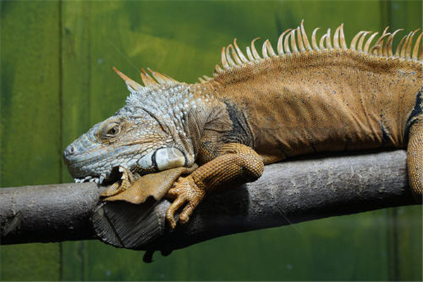 牙买加鬣蜥：全身有锯齿状斑点的蜥蜴（体型很大）