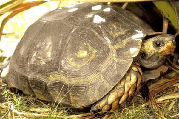 靴脚陆龟：主要居住在热带地区（历史十分古老）