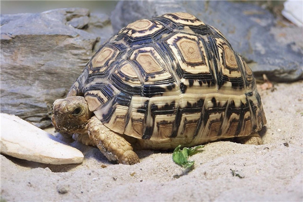 星丛龟：在沙漠地区生活（色彩斑澜）
