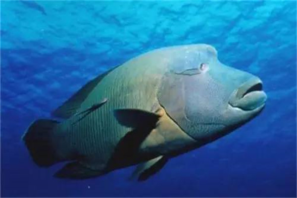 苏眉鱼：海洋中生存能力极强的鱼（不喜群居生活）
