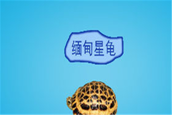 缅甸星龟：甲壳外形像足球（头部长有鳞片）