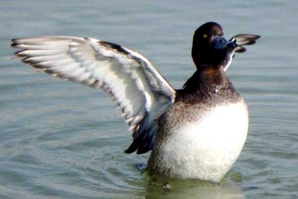 斑背潜鸭：平常安静，飞行快且有力(起飞前在水面助跑)