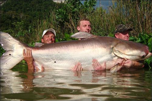 湄公河大鲶：体型巨大的鲶鱼（又名湄公河巨型鲶鱼）