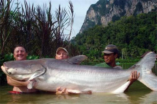 湄公河大鲶：体型巨大的鲶鱼（又名湄公河巨型鲶鱼）