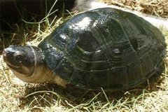 马来西亚巨龟：主要分布在马来西亚半岛（成年后背甲光滑）