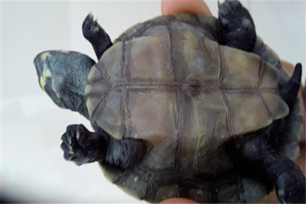 马格达莱纳侧颈龟：是哥伦比亚的特有物种（体型中等）