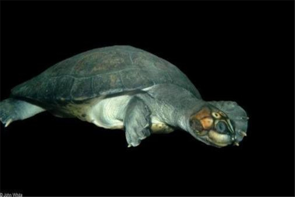 马达加斯加大头侧颈龟：多做食材（喜食软体动物）