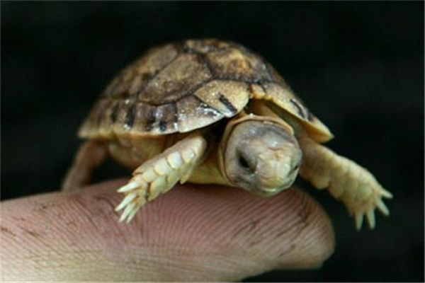 克莱马尼龟：北半球最小的龟（濒危保护动物）