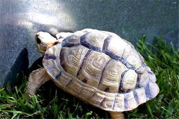 克莱马尼龟：北半球最小的龟（濒危保护动物）