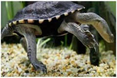 罗地岛蛇颈龟：身体比较脆弱（体型极小）