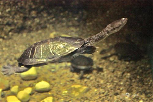 罗地岛蛇颈龟：身体比较脆弱（体型极小）