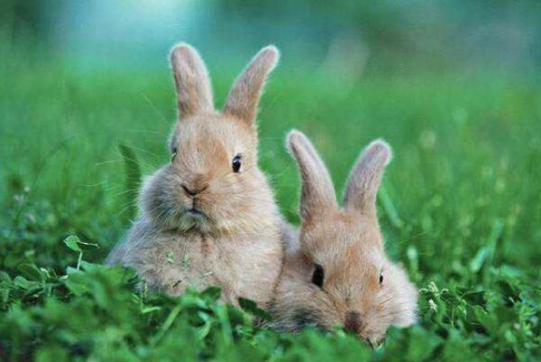 为什么兔子的眼睛是红色的：缺少色素(红色是血管颜色)