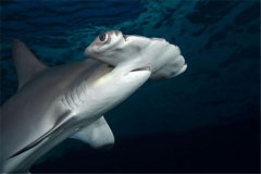路氏双髻鲨：主要生活在大西洋（纯粹的肉食性动物）