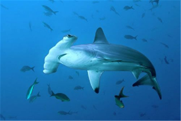 路氏双髻鲨：主要生活在大西洋（纯粹的肉食性动物）
