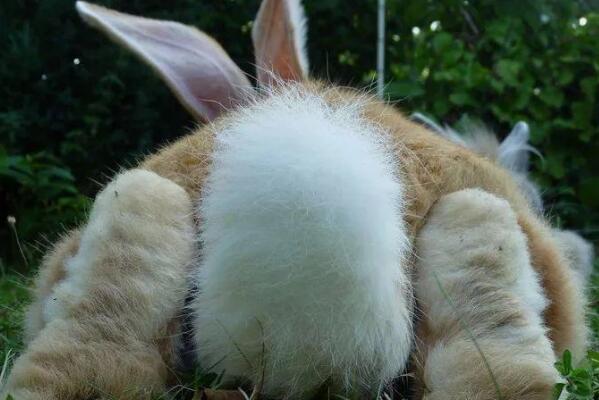 兔子的尾巴有什么作用：危险时刻帮助逃生(跳跃时维持平衡)