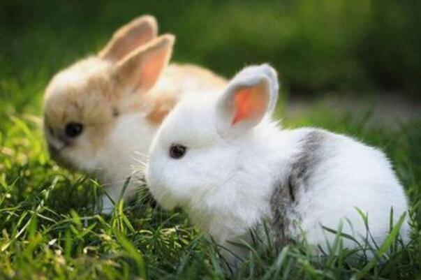 为什么兔子的耳朵那么长：长耳朵提高听力(危险时方便逃跑)