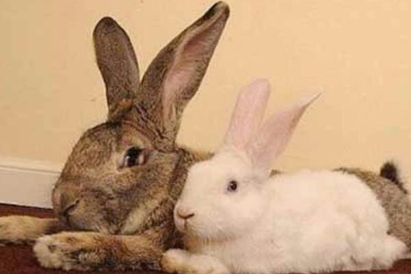 为什么兔子的耳朵那么长：长耳朵提高听力(危险时方便逃跑)
