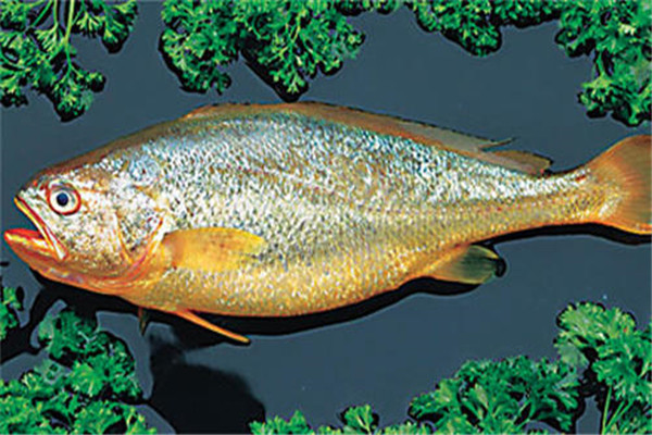 加州犬形黄花鱼：原产地为墨西哥（现为濒危物种）