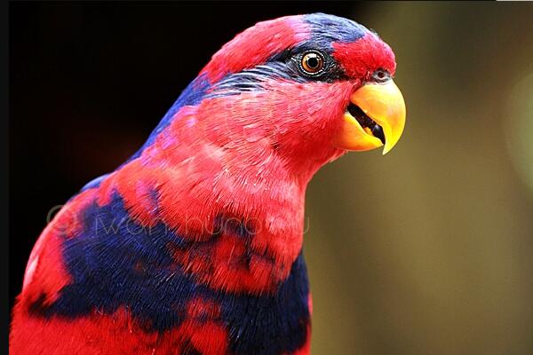 红蓝吸蜜鹦鹉：舌头像刷子的吸蜜鸟(最爱椰子花蜜)
