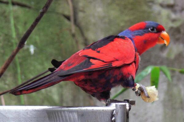 红蓝吸蜜鹦鹉：舌头像刷子的吸蜜鸟(最爱椰子花蜜)