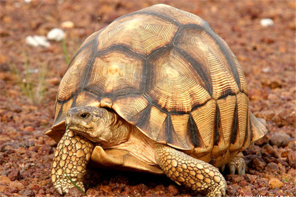 安哥洛卡象龟：是典型的陆龟动物（四肢呈黄色）