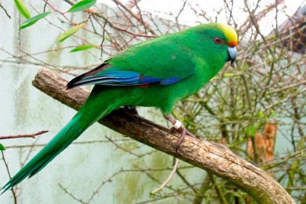 查岛鹦鹉:特产于查塔姆岛的鹦鹉(仅剩二三十只)