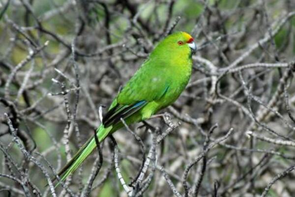 查岛鹦鹉:特产于查塔姆岛的鹦鹉(仅剩二三十只)