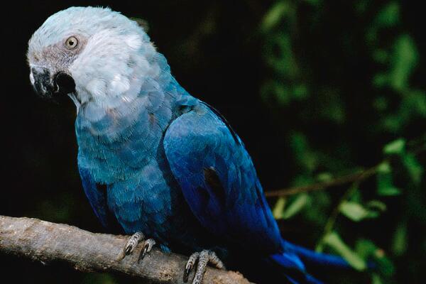 小蓝金刚鹦鹉:身披宝蓝色羽毛(美丽且罕见/仅剩百只)