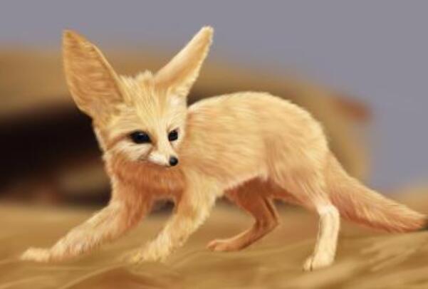南加利福尼亚猫狐：长仅0.51米，会不停挖洞(已灭绝)
