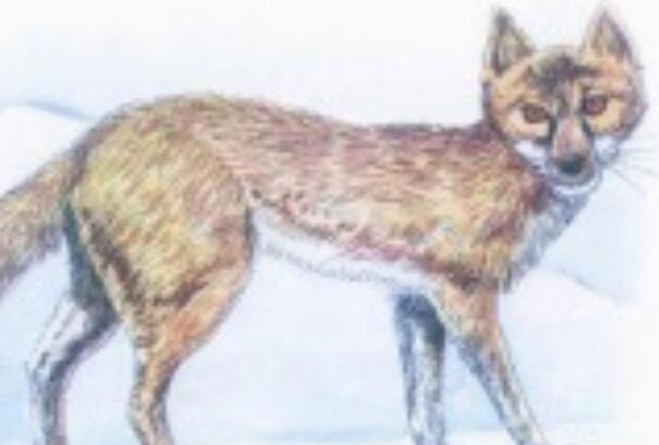 南加利福尼亚猫狐：长仅0.51米，会不停挖洞(已灭绝)