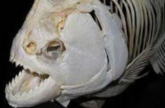 帕兰巨食人鱼：长达1米，双颌咬合力惊人(自身体重35倍)