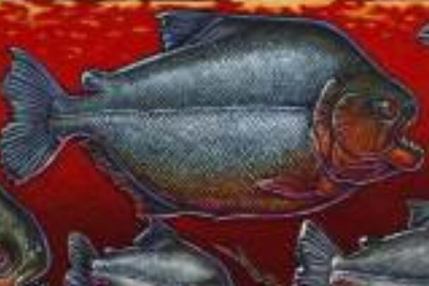 帕兰巨食人鱼：长达1米，双颌咬合力惊人(自身体重35倍)