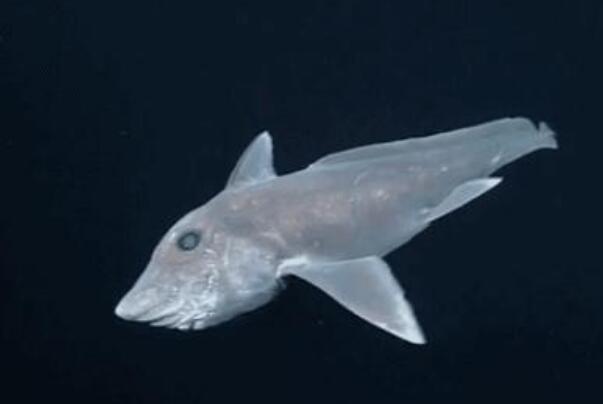 幽灵鲨鱼：现代鲨鱼的远亲，形似黄古丁鱼(长有兔牙)