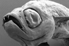 吸血鬼鱼：长仅1.7厘米鲤科小鱼，长相恐怖(有吸血鬼牙齿)