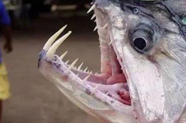 吸血鬼鱼：长仅1.7厘米鲤科小鱼，长相恐怖(有吸血鬼牙齿)