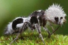 熊猫蚂蚁：形似蚂蚁的蚁蜂，性格凶残(被蛰疼痛剧烈)