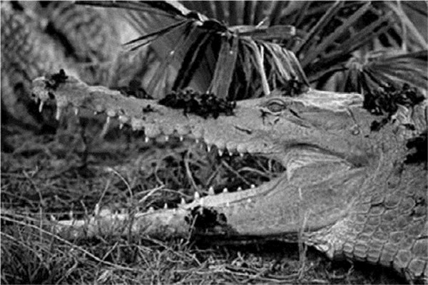 奥利诺科鳄：寿命很长的淡水鳄（南美洲专有）