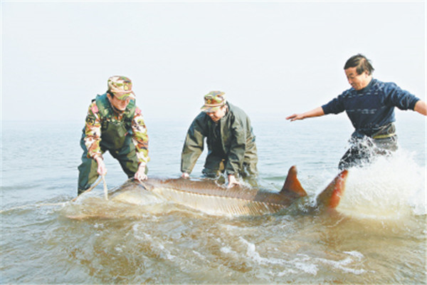 阿姆河大拟铲鲟：喜浑浊水质（阿姆河为原产地）