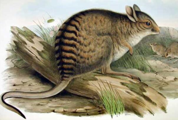 纹兔袋鼠：重约3公斤，雄性攻击力强(很少给雌性食物)