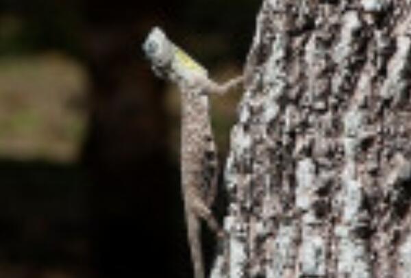 斑飞蜥：长仅20.5厘米，滑翔可改变方向(不能低向高)