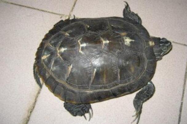 恐龟：史上最巨大海龟，攻击单纯有效(利用爪子)