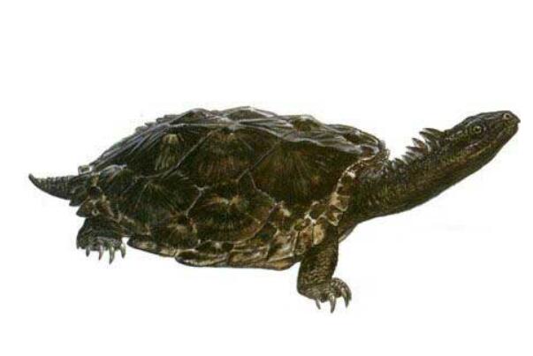 恐龟：史上最巨大海龟，攻击单纯有效(利用爪子)