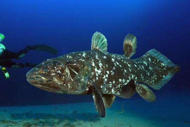 腔棘鱼：世界已知最古老鱼类，构造特别(脑在头盖骨内)