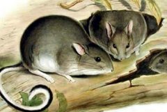 白足澳洲林鼠：刨土能力世界一流，夜晚活动(已灭绝)