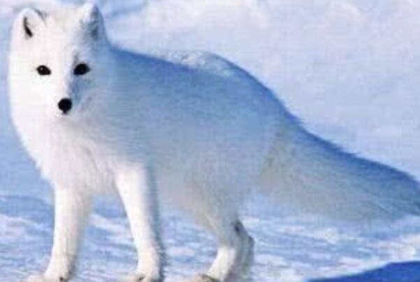 纽芬兰白狼：重达70公斤，群体有尊卑次序(1911年灭绝)